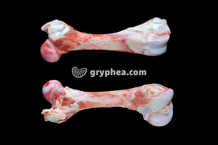 Humérus de veau - gryphea.org